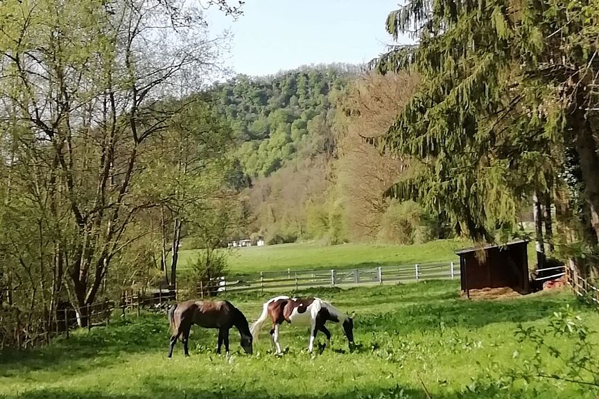 Weide mit Pferden